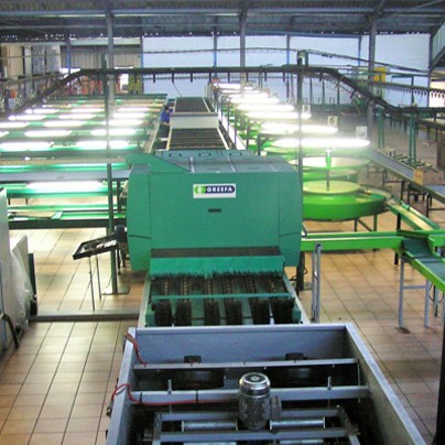 Greefa Geosort Packing Line
