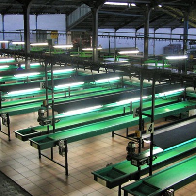 Greefa Geosort Packing Line